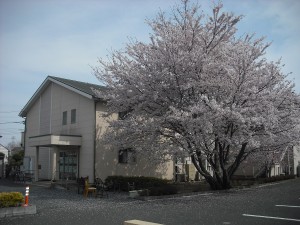 東松山　建物＋桜